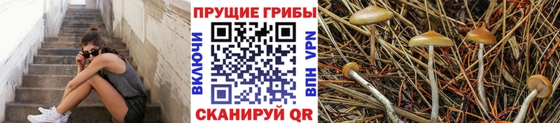 Псилоцибиновые грибы Psilocybe  Жердевка 